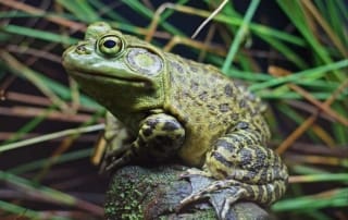 kikkeroefening aandacht