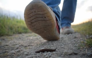 foto van wandeling met beestje op grond